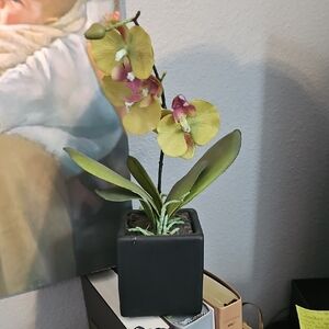 Artificial Orchid in Black Pot